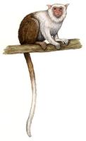 Image of: Callithrix argentata (silvery marmoset)