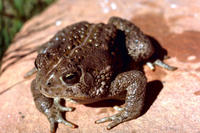 Image of: Bufo woodhousei