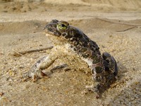 Bufo viridis - European Green Toad