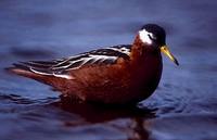 Phalaropus fulicarius - Grey Phalarope