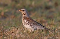 Turdus pilaris - Fieldfare