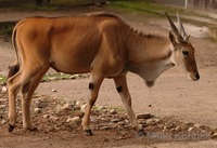 Taurotragus oryx - Common Eland