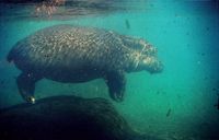 Hippopotamus amphibius - Hippopotamus