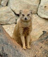 Cynictis penicillata - Yellow Mongoose