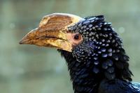 Image of: Bycanistes brevis (silvery-cheeked hornbill)