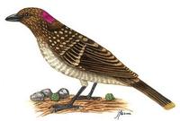 Image of: Chlamydera maculata (spotted bowerbird)