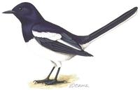 Image of: Copsychus saularis (Oriental magpie-robin)