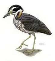Image of: Gorsachius magnificus (white-eared night heron)