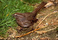 Image of: Melospiza melodia (song sparrow)