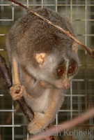 Loris tardigradus - Slender Loris