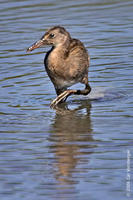 Image of: Rallus longirostris (clapper rail)