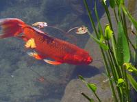 Carassius auratus - Goldfish