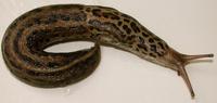 Image of: Limax maximus (giant garden slug)