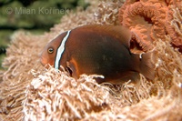 Amphiprion frenatus - Blackback Anemonefish