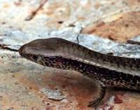 Image of: Iphisa elegans
