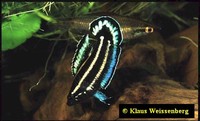 Parosphromenus Harveyi, from Selangor (ENDANGERED)