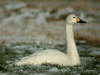 Tundra Swan - Cygnus columbianus