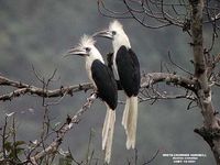 White-crowned Hornbill - Aceros comatus