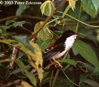 Rufous-backed Sibia - Heterophasia annectans