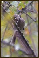 Spectacled Parrotbill - Paradoxornis conspicillatus