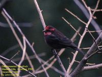 Dark-breasted Rosefinch - Carpodacus nipalensis