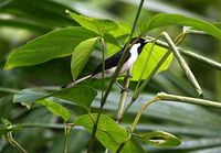 Black-tipped Monarch - Monarcha loricatus