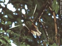 Wallace's Standardwing - Semioptera wallacii