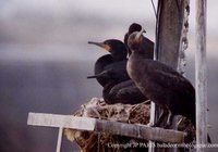 Cape Cormorant - Phalacrocorax capensis