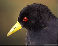 Black Crake - Amaurornis flavirostris