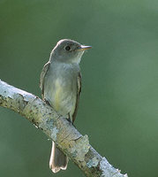 Eastern Wood-Pewee (Contopus virens) photo