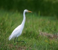 Intermediate Egret (Egretta intermedia) photo