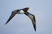 Brown Booby (Sula leucogaster) photo