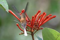 Needle-billed Hermit - Phaethornis philippii