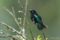 Purple-throated Carib - Eulampis jugularis