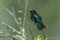 Purple-throated Carib - Eulampis jugularis