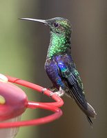 Green-crowned Woodnymph - Thalurania fannyi