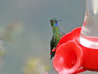 Black-breasted Puffleg - Eriocnemis nigrivestis