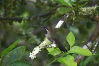 Long-billed Starthroat - Heliomaster longirostris