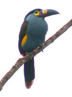 Plate-billed Mountain-Toucan - Andigena laminirostris