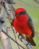 Vermilion Flycatcher - Pyrocephalus rubinus