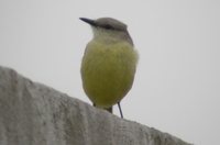 Cattle Tyrant - Machetornis rixosus