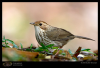 Puff-throated Babbler - Pellorneum ruficeps