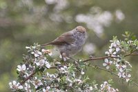 Tasmanian Thornbill - Acanthiza ewingii