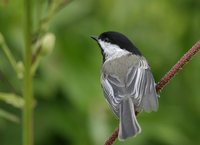 Black-capped Chickadee - Poecile atricapilla