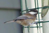 Chestnut-backed Chickadee - Poecile rufescens