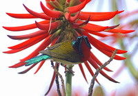 Fork-tailed Sunbird - Aethopyga christinae