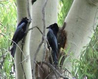 Spangled Drongo - Dicrurus bracteatus