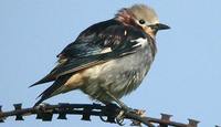 Chestnut-cheeked Starling - Sturnia philippensis