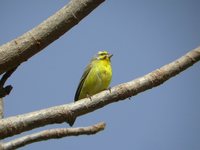 Yellow-fronted Canary - Serinus mozambicus