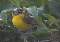 Yellow-breasted Chat - Icteria virens